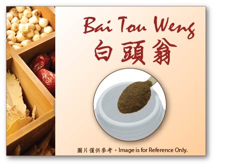 Bai Tou Weng 白頭翁