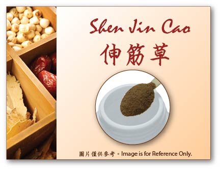 Shen Jin Cao 伸筋草